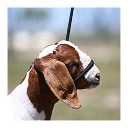 Snap Lead Halter for Goats and Sheep Black Out - Item # 45242