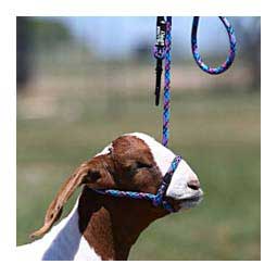Snap Lead Halter for Goats and Sheep Blue Fusion - Item # 45242