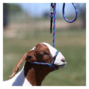 Snap Lead Halter for Goats and Sheep Blue Fusion - Item # 45242