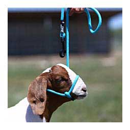 Snap Lead Halter for Goats and Sheep Blue Tide - Item # 45242