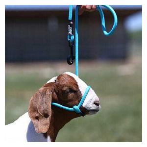 Snap Lead Halter for Goats and Sheep Blue Tide - Item # 45242