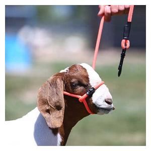 Snap Lead Halter for Goats and Sheep Electric Orange - Item # 45242