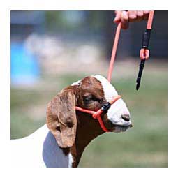 Snap Lead Halter for Goats and Sheep Electric Orange - Item # 45242