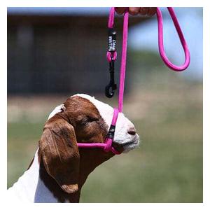 Snap Lead Halter for Goats and Sheep Fierce Fuchsia - Item # 45242