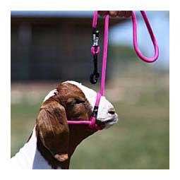 Snap Lead Halter for Goats and Sheep Fierce Fuchsia - Item # 45242