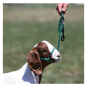 Snap Lead Halter for Goats and Sheep Green Twist - Item # 45242