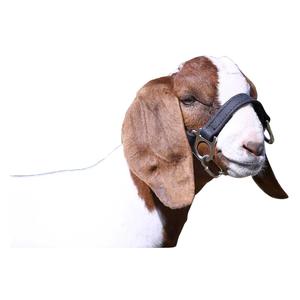 1st Class Sheep/Goat Halter Black - Item # 45244