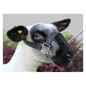 1st Class Sheep/Goat Halter Black - Item # 45244