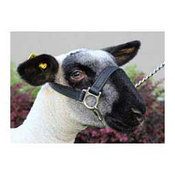 1st Class Sheep/Goat Halter Black - Item # 45244