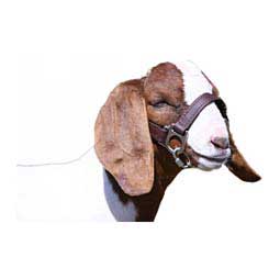 1st Class Sheep/Goat Halter Brown - Item # 45244
