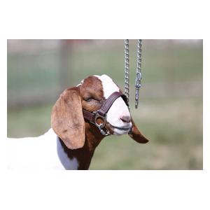 1st Class Sheep/Goat Halter Brown - Item # 45244