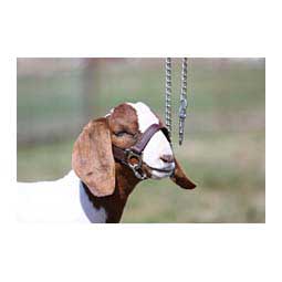 1st Class Sheep/Goat Halter Brown - Item # 45244