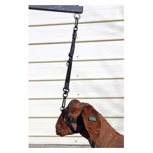 Elevate Adjustable Bungee Tie for Goats and Sheep Black - Item # 45245