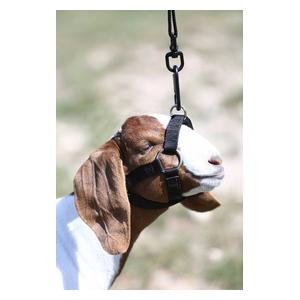 Performance Halter for Goats and Sheep Black - Item # 45249