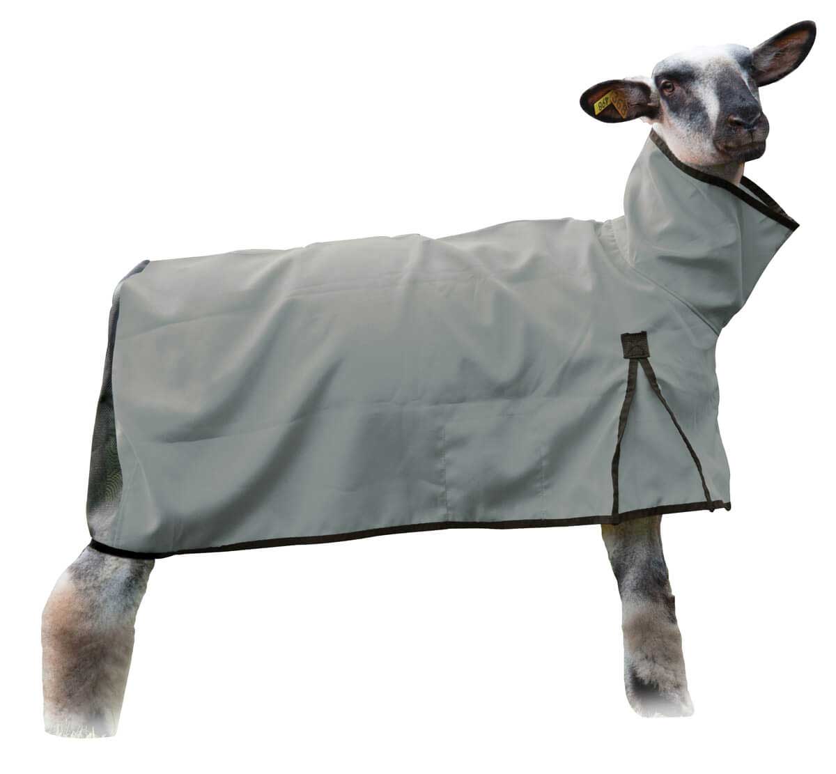 Sheep Blanket W Mesh Butt Weaver Livestock Blankets Tubes Show Sheep Showing Grooming Farm Sheep Blanket W Mesh Butt Weaver Livestock Blankets Tubes Show Sheep Showing Grooming Farm
