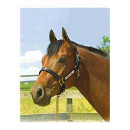 1-in XL Stallion Premium Leather Horse Halter with Name Plate Engraving Black - Item # 45938