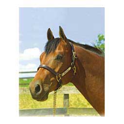 1" XL Stallion Premium Leather Horse Halter with Name Plate Engraving Havana Brown - Item # 45938