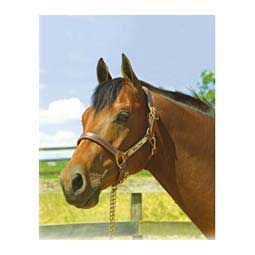 1" Oversize Premium Leather Show Horse Halter w/Name Plate Engraving Chestnut - Item # 45939