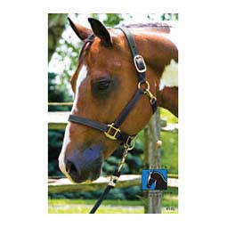 1" Leather Turnout Horse Halter with Name Plate Engraving Black - Item # 45944