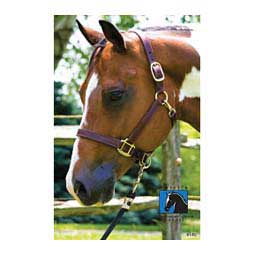 1" Leather Turnout Horse Halter with Name Plate Engraving Havana Brown - Item # 45944