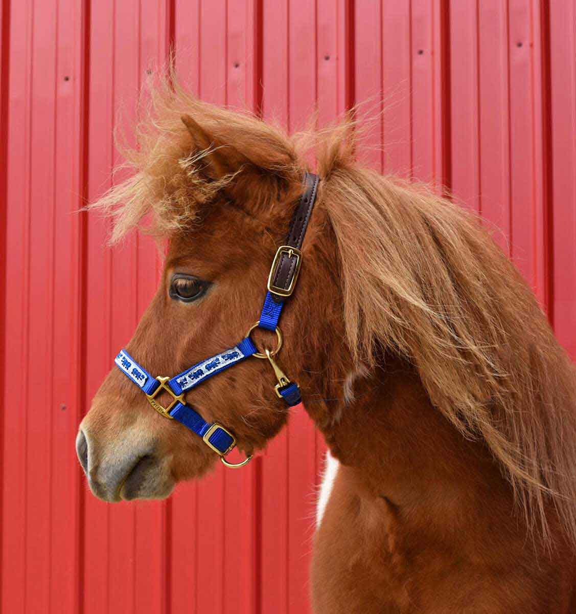 halter mini