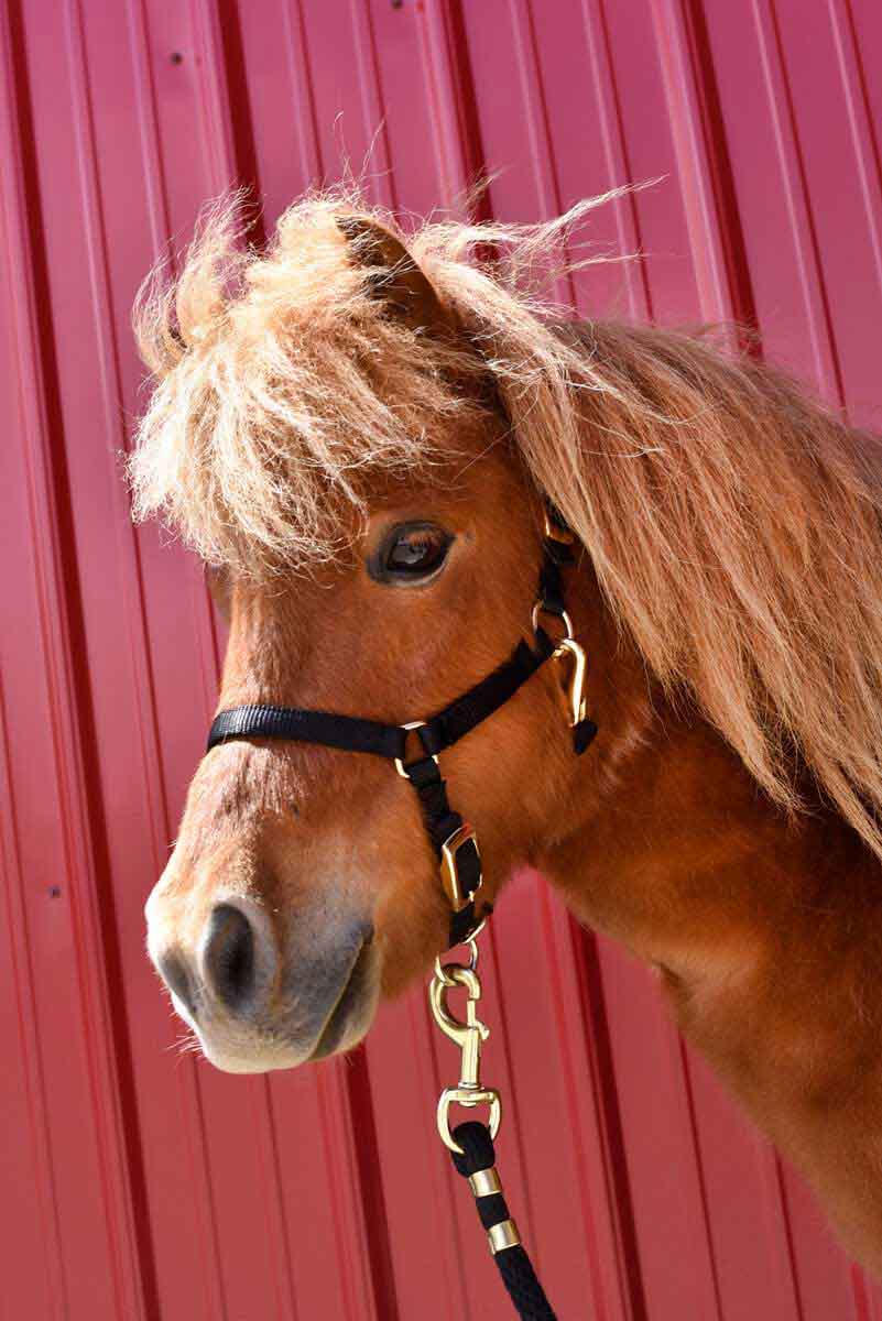 Adjustable Halter Miniature Horse