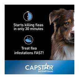 Capstar Oral Flea Tablets for Dogs 25 lbs plus (6 ct) - Item # 46268