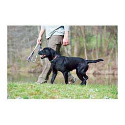 Reflective Neoprene Lined Dog Collar Dark Gray - Item # 46788