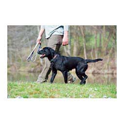 Reflective Neoprene Lined Dog Collar Dark Gray - Item # 46791