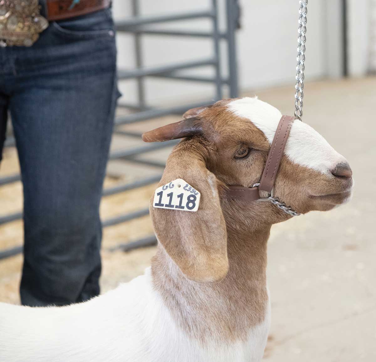 Valley Vet - Brahma Webb Goat Halters Weaver Livestock - Halters Leads ...