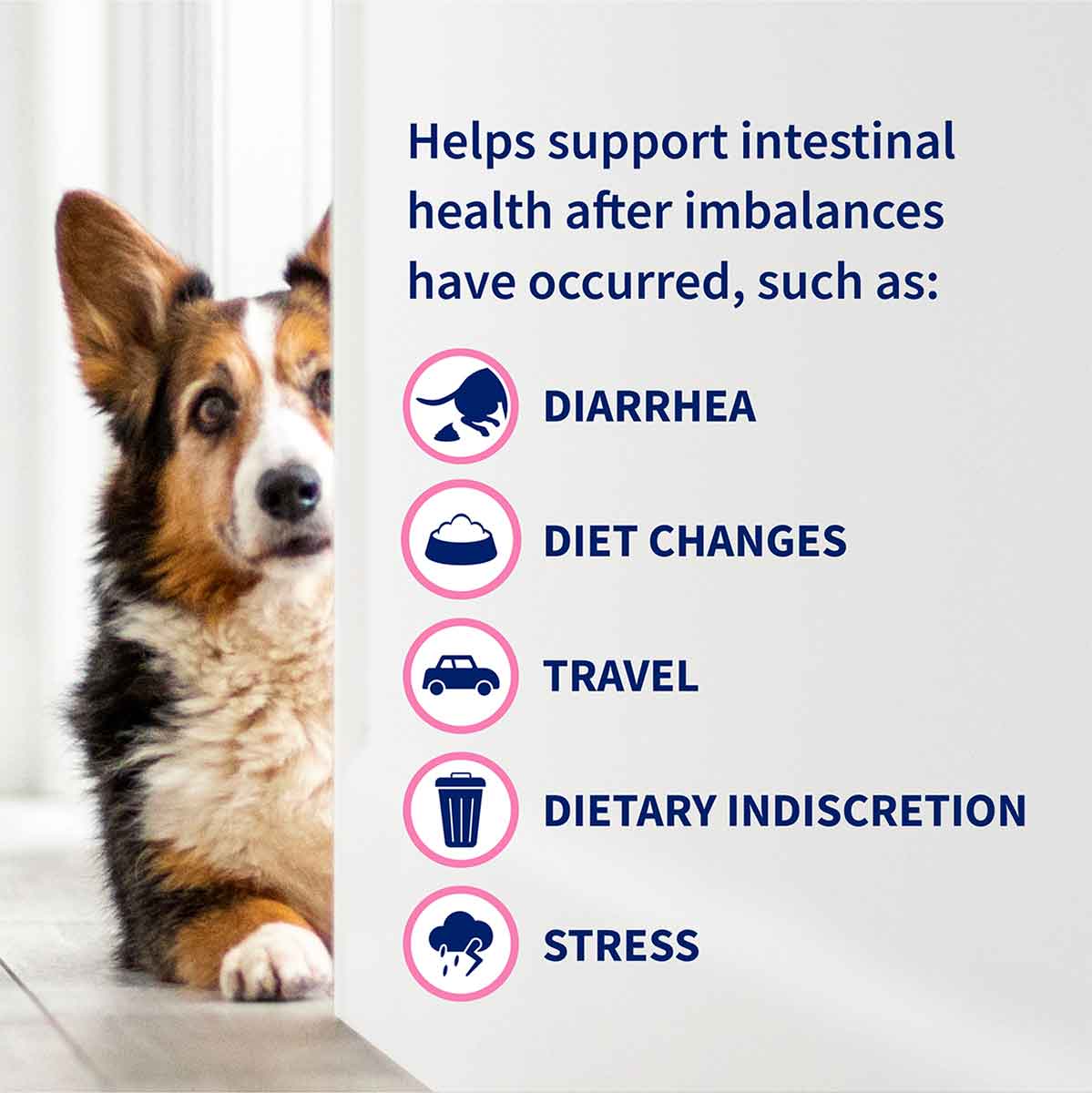 proviable-dc-digestive-health-chewable-tablets-for-dogs-nutramax