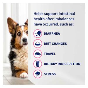 Proviable Digestive Health Chewable Tablets for Dogs 60 ct - Item # 47046