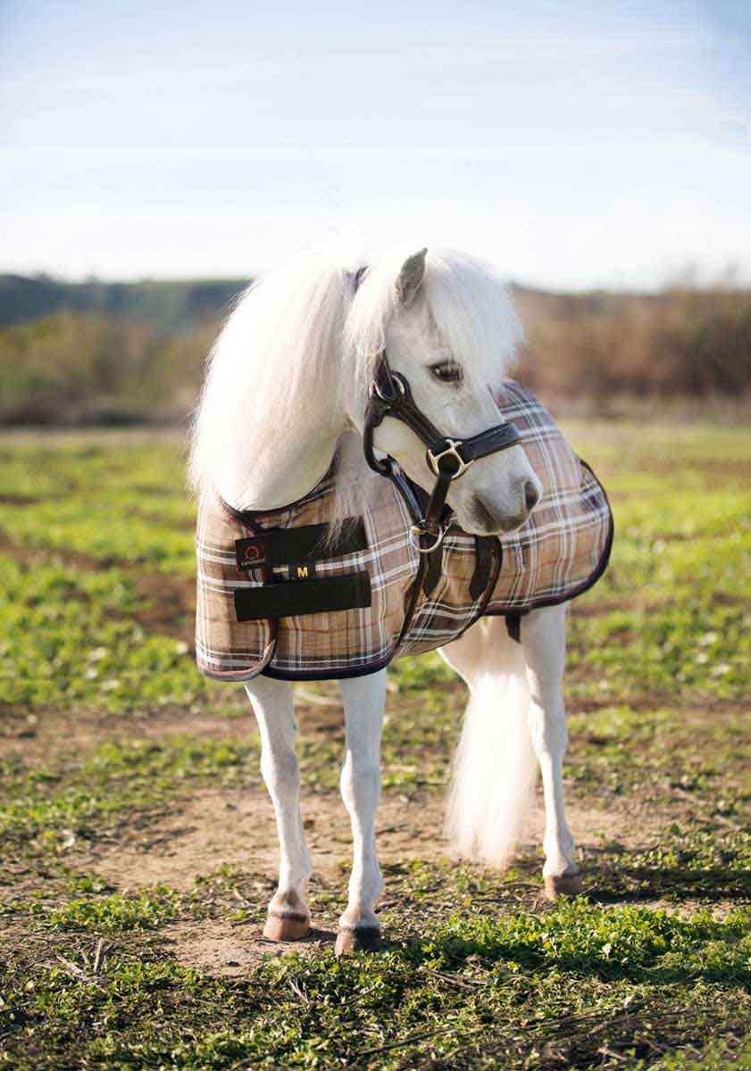Protective Mini Horse Fly Sheet Kensington Fly Sheets Fly Control