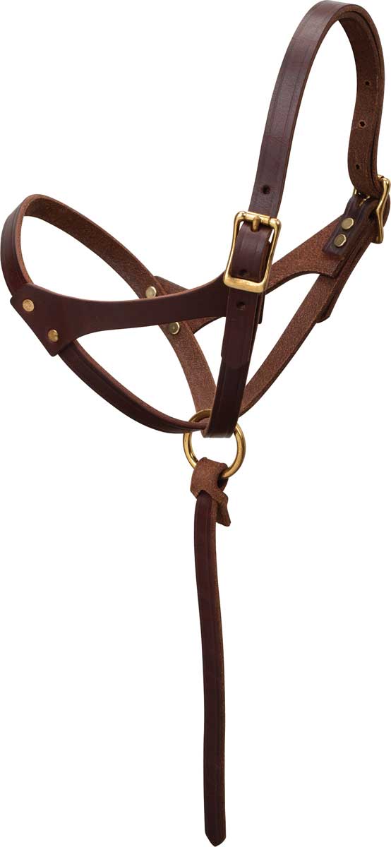 Available Black & Brown Foal Leather Headcollar 