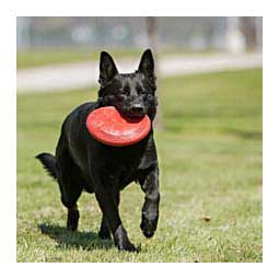 Kong Flyer Dog Toy Small (7'') - Item # 48095