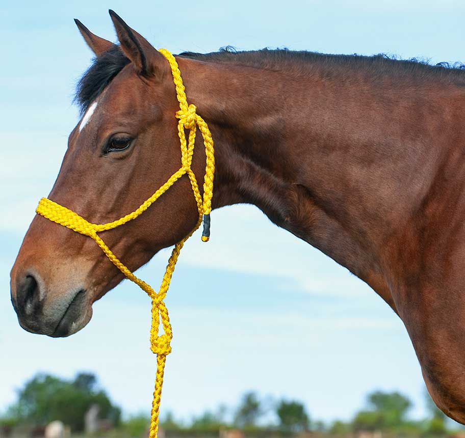 Cashel Flat Braid Bronc Halter