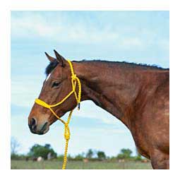 Flat Braid Horse Halter w/ 9' Lead Gold - Item # 48142
