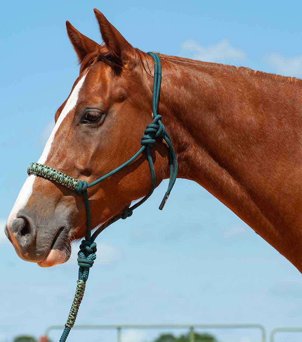 Best Rope Halters For Horses at Sandra Moody blog