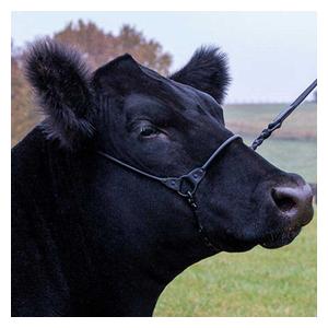Incognito Cattle Show Halter Black - Item # 48452