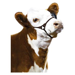 Incognito Cattle Show Halter Brown - Item # 48452