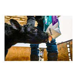 Foundation 150 Colostrum for Newborn Calves 19.8 oz - Item # 48570