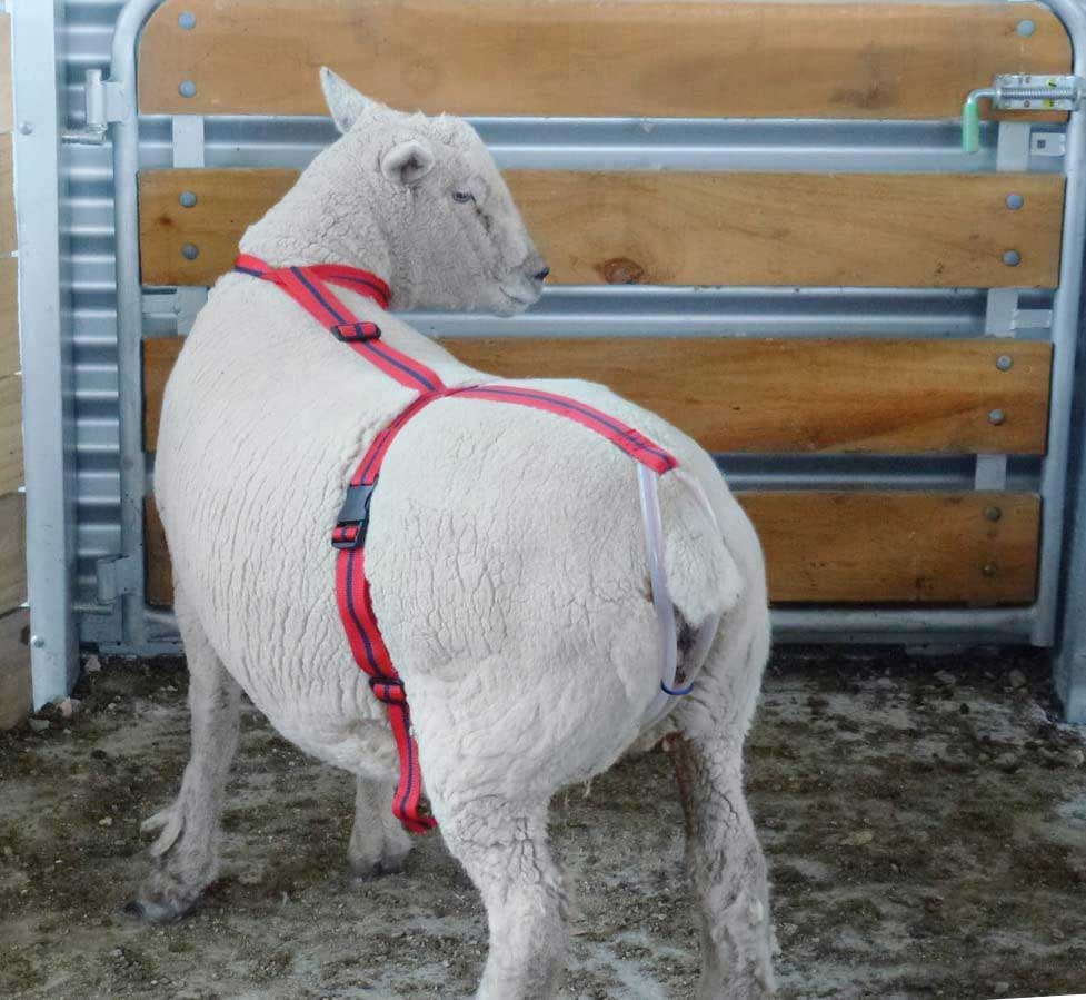 Valley Vet - Bearin Prolapse Harness for Sheep and Goats Rurtec - OB ...