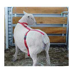 Bearin Prolapse Harness for Sheep and Goats Red/Navy - Item # 48782