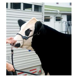Dairy/Beef Rounded Show Halter Black - Item # 49006
