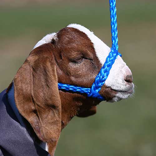 Soft Braid Sheep/Goat Halter Sullivan Supply - Halters Leads | Farm