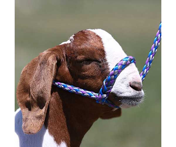 Valley Vet - Soft Braid Sheep/Goat Halter Sullivan Supply - Halters ...
