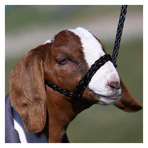 Soft Braid Sheep/Goat Halter Black - Item # 49328
