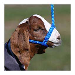 Soft Braid Sheep/Goat Halter Blue - Item # 49328