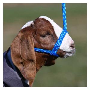 Soft Braid Sheep/Goat Halter Blue - Item # 49328