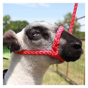 Soft Braid Sheep/Goat Halter Red - Item # 49328